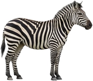 a zebra standing on a white background 1.jpg